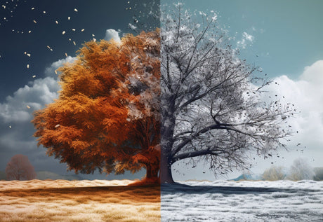 Best Free vs. Paid Shopify Themes